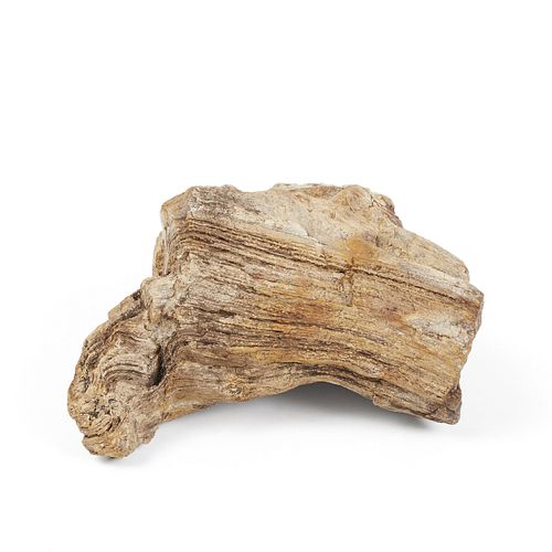 Petrified Wood Log or Branch