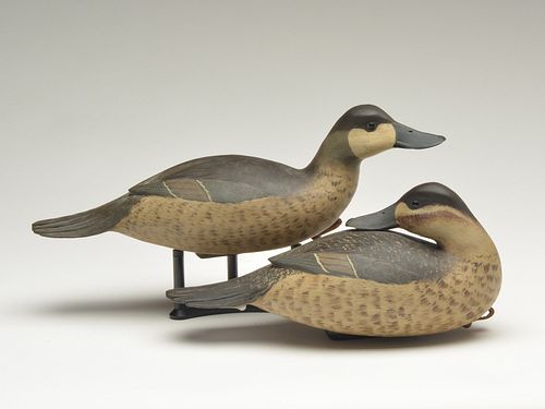 Rigmate pair of ruddy ducks, Bob White, Tullytown, Pennsylvania.