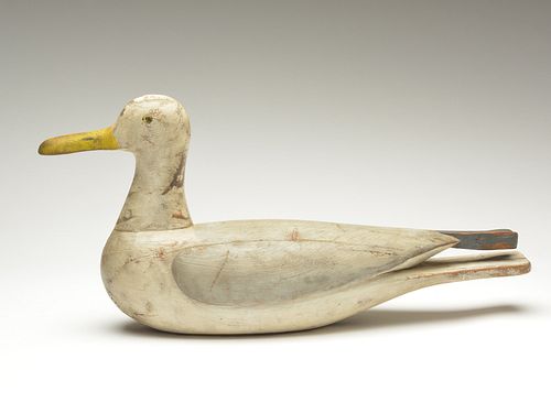 Oversize confidence herring gull, Long Island, New York, unknown maker 1st qtr. of the 20th century.