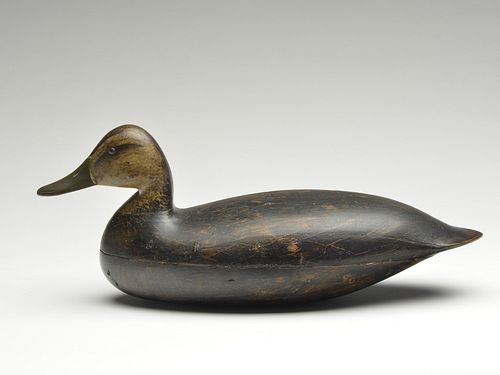 Black duck, Harry V. Shourds, Tuckerton, New Jersey.