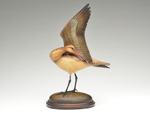 Impressive lifted wing and preening marbled godwit, William Gibian, Onancock, Virginia.