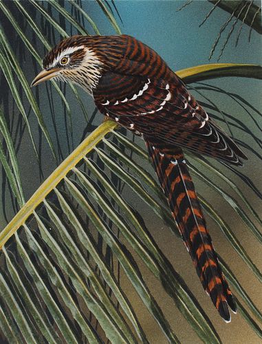 H. Douglas Pratt (B. 1944) "Long-tailed Cuckoo"