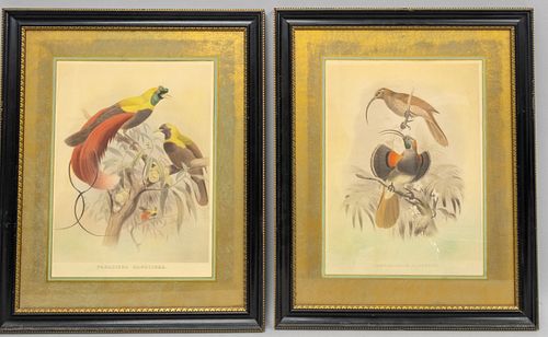 Pair of Hand Colored Ornithological Engravings