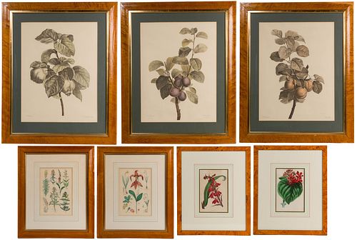 Botanical Print Assortment