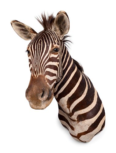 A Taxidermy Zebra Shoulder Mount