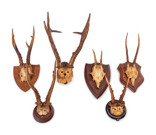 A Collection of Small Antler Mounts