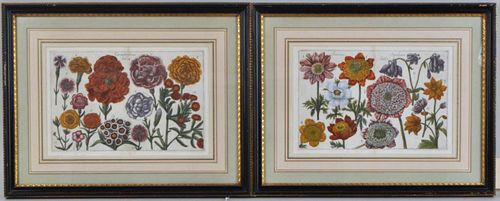 Two Early Framed Floral Engravings