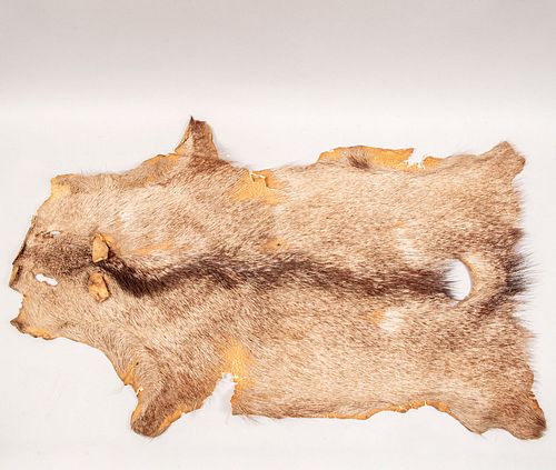 Piel de jabalí. Siglo XX. Taxidermia. 107 x 62 cm