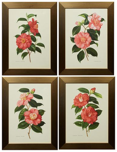 Group of Four Colored Camellia Prints, 20th c., consisting of "Alexander Hunter," "Elegans," "Hatsu-Sakura," and "Adolphe Audusson," presented in wide