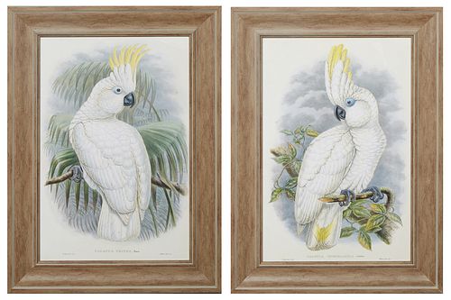 J. Gould, "Cacatua Opthalmica," and "Cacatua Triton," 20th c., after the 19th c. originals, pair of colored cockatiel prints, presented in distressed 