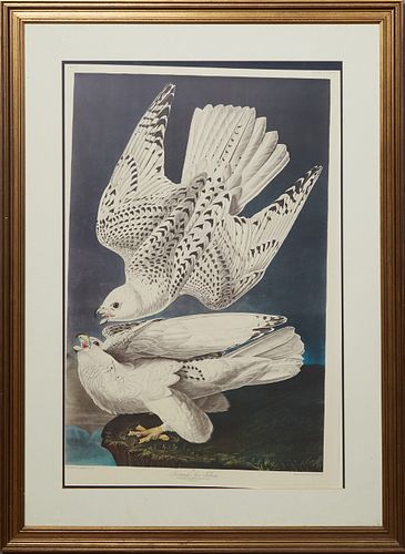 John James Audubon (1785-1851, Haiti/New York), "Iceland or Jer Falcon," No. 74, Plate 366, Amsterdam edition, presented in a reeded gilt frame, H.- 3