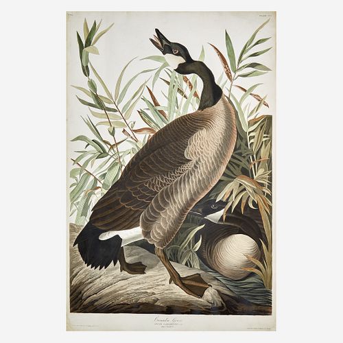 [Prints] Audubon, J(ohn). J(ames). Canada Goose