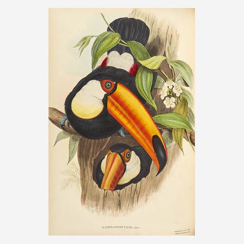 [Prints] Gould, John A Monograph of the Ramphastidae, or Family of Toucans
