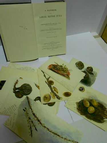 A group of Victorian watercolours of truffles and fungi, variously inscribed and dated between 1870