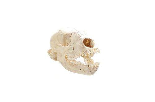 Montana Black Bear Cub Taxidermy Skull