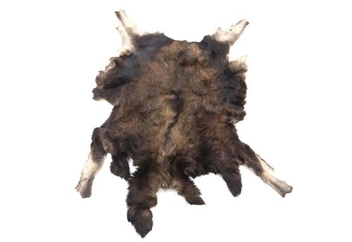 Montana Professional Taxidermy Tanned Moose Hide
