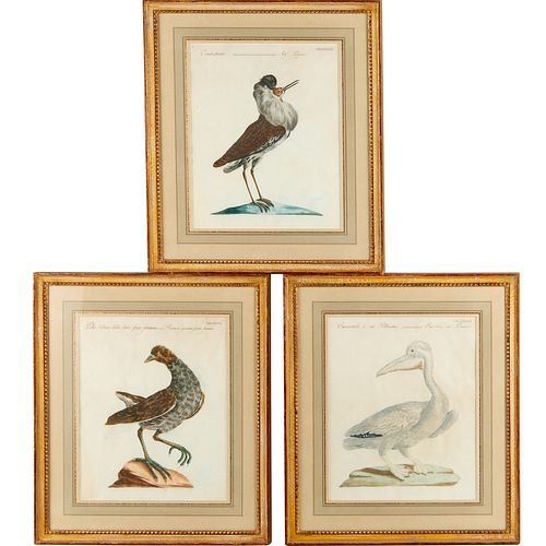 Saverio Manetti, (3) Ornithology prints, c. 1776