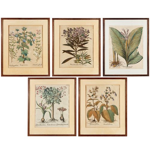 Basilius Besler, (5) botanical prints
