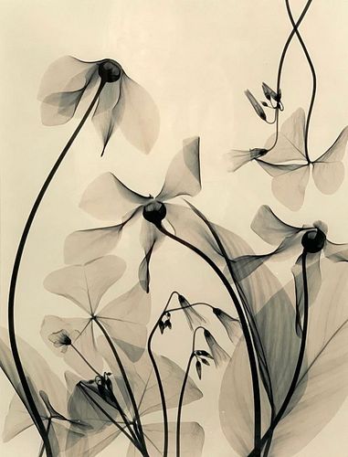 Judith K.McMillan Photograph, X-Ray Flowers
