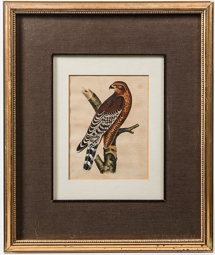 Pair of Framed Ornithological Lithographs,