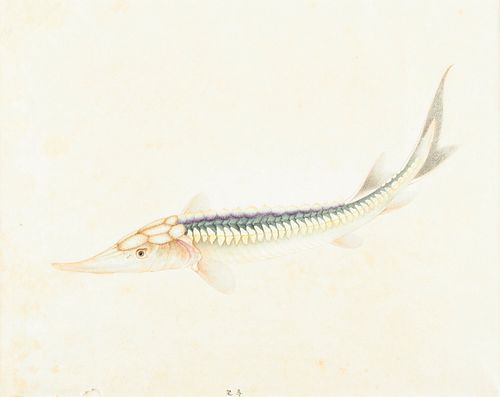 19th c. Chinese Sturgeon Watercolor Illustration