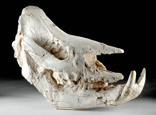 Huge Fossilized Rhinoceros Skull Chilotherium Species