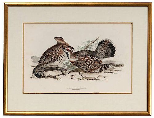 Collection of Avian Prints by John Gould and Edward Lear 