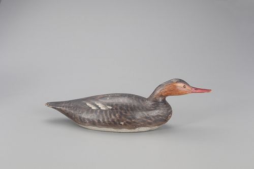 Exceptional Swimming Red-Breasted Merganser Hen Decoy, A. Elmer Crowell (1862-1952)