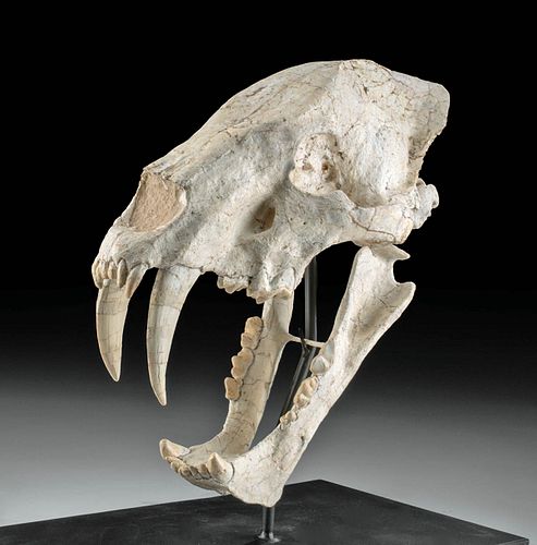 Amazing Fossilized Machairodus Saber Cat Skull