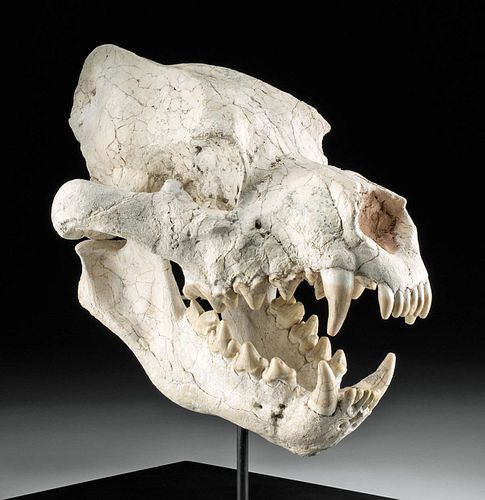 Rare Fossilized Dinocrocuta "Hyena" Skull