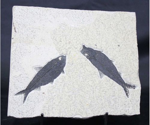 DOUBLE FISH FOSSIL