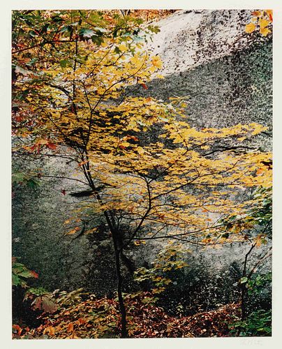 Eliot Porter
(American, 1901-1990)
Maple Sapling and Rock, Passaconaway, New Hampshire from the portfolio (In Wildness), 1953 (printed 1981)