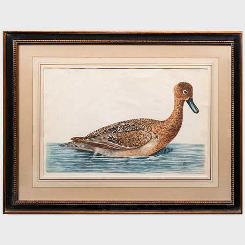 English School: The Female Pintail