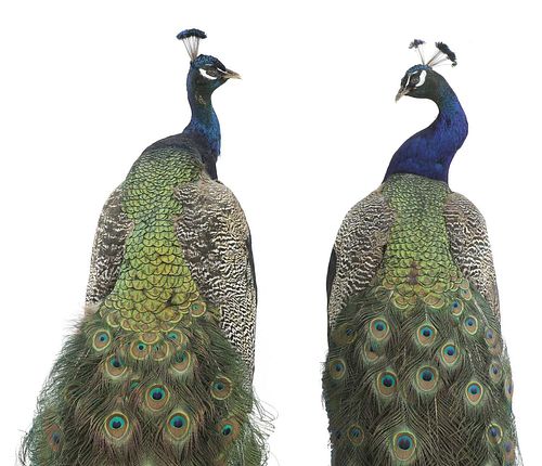 An opposing pair of taxidermy peacocks,