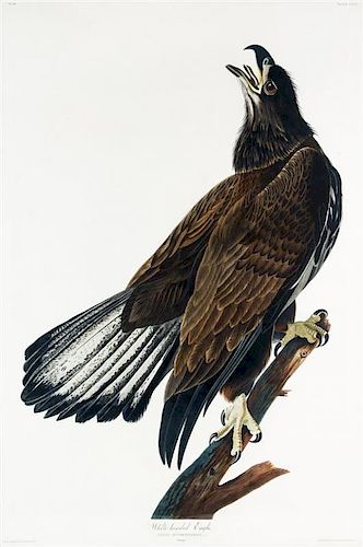 (AUDUBON, JOHN JAMES, after) HAVELL, ROBERT. White-headed Eagle, plate CXXVI, no. 26. Engraving w/hand-coloring from Birds of Am