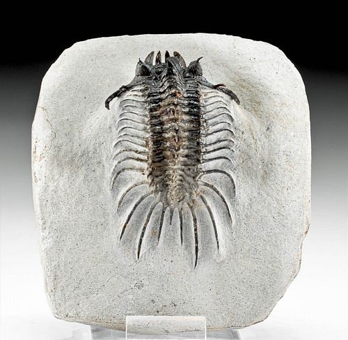 Fossilized Acastidae Phylonix Trilobite w/ Stone Matrix
