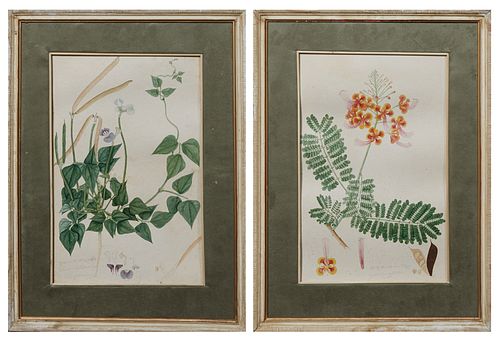 Continental School, "Alasunda Labora Teega, The Bean of Alasundfram," and "Yerra Turoy Chettoo," early 20th c., pair of hand-painted botanical waterco