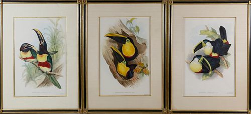 Three Hand Colored Lithographs of Toucans, circa 1854