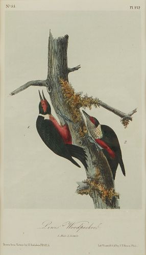 John James Audubon "Lewis' Woodpecker " Print