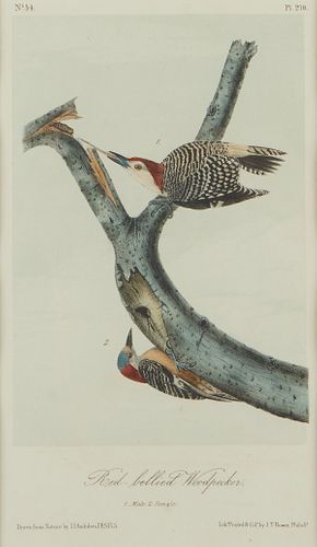 John James Audubon "Red Bellied Woodpecker" Lithograph