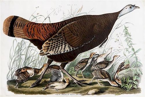 * John James Audubon, (American, 1785-1851), Great American Hen and Young, Vulgo, Female Wild Turkey, Melleagris Gallopavo, plat