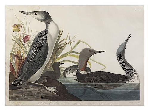 John James Audubon, (American, 1785-1851), Red-throated Diver, Colymbus Septentrionalis, plate CCII, no. 41 (from The Birds of A