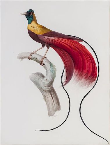 * Jacques Barraband, (French, 1767-1809), Oiseau de paradis rouge, original watercolor on paper, signed.