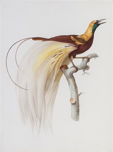 * Jacques Barraband, (French, 1767-1809), Petit oiseau de paradis emeraude male, original watercolor on paper