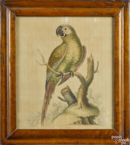 After G. Edwards, two color bird engravings, 9'' x 8 1/4'' and 9 1/2'' x 8 1/4''.