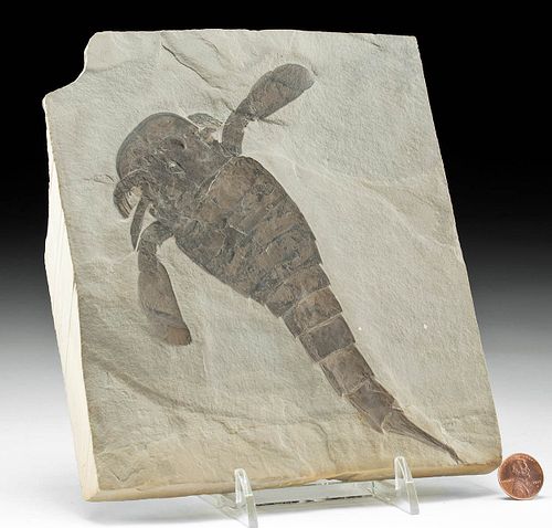 Fossilized Eurypterus Remipes "Sea Scorpion" in Matrix