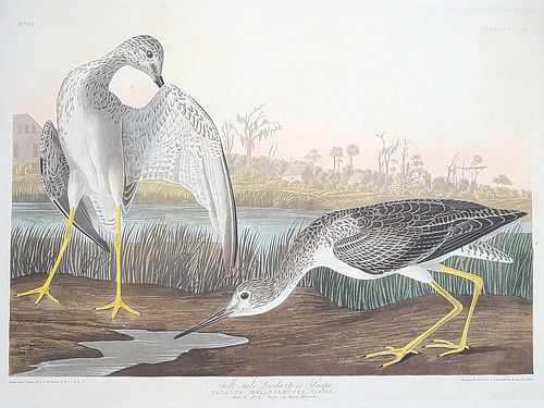 John James Audubon (1785-1851), Tell-tale Godwit or Snipe (PLATE CCCVIII).