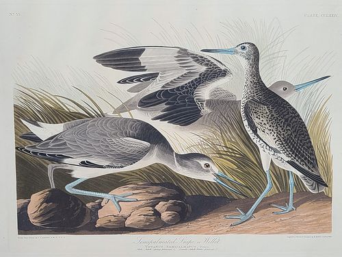 John James Audubon (1785-1851), Semipalmated Snipe or Willet (PLATE CCLXXIV).