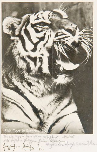 Renger-Patzsch, Albert Sibirischer Tiger im Dresdner Zoo. Photopostkarte (Vintage, Silbergelatine, rückseitig mit Postkartenaufdruck). 1927. 12,1 x 8,