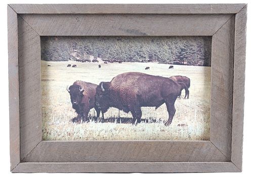 Yellowstone Park Buffalo Framed Photograph
